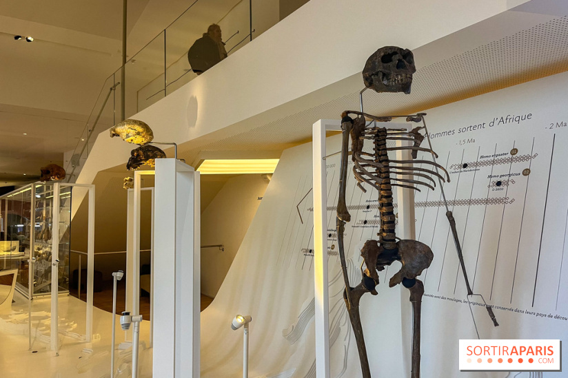 Le musée de l'Homme - collections permanentes
