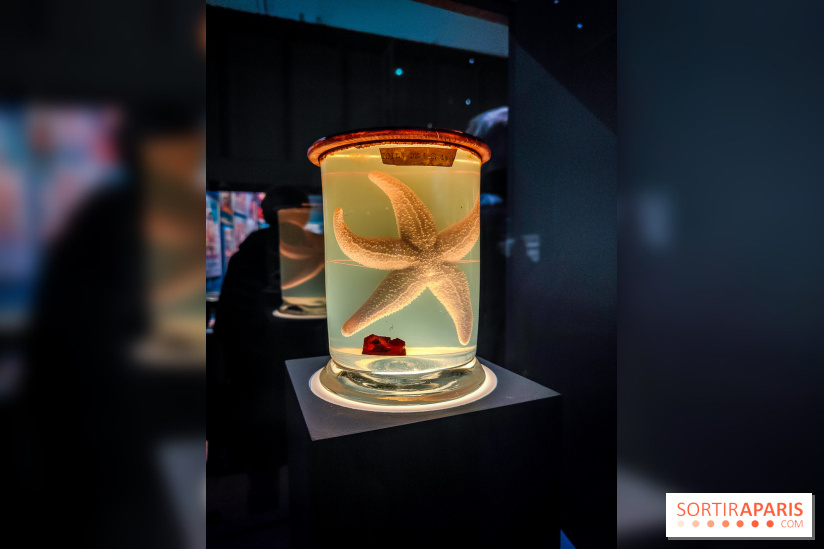 Objectif mer, l'exposition autour du 7e art à découvrir au musée de la Marine - nos photos - IMG20231207103735