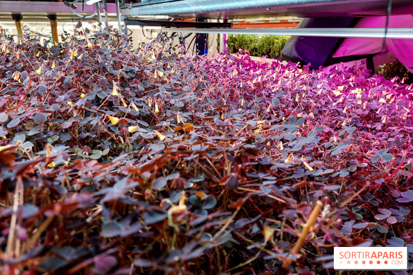 La Caverne, ferme urbaine bio à Paris, nos photos - 20240122 143900