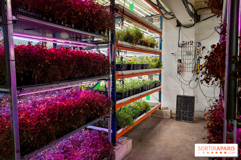 La Caverne, ferme urbaine bio à Paris, nos photos - 20240122 144136
