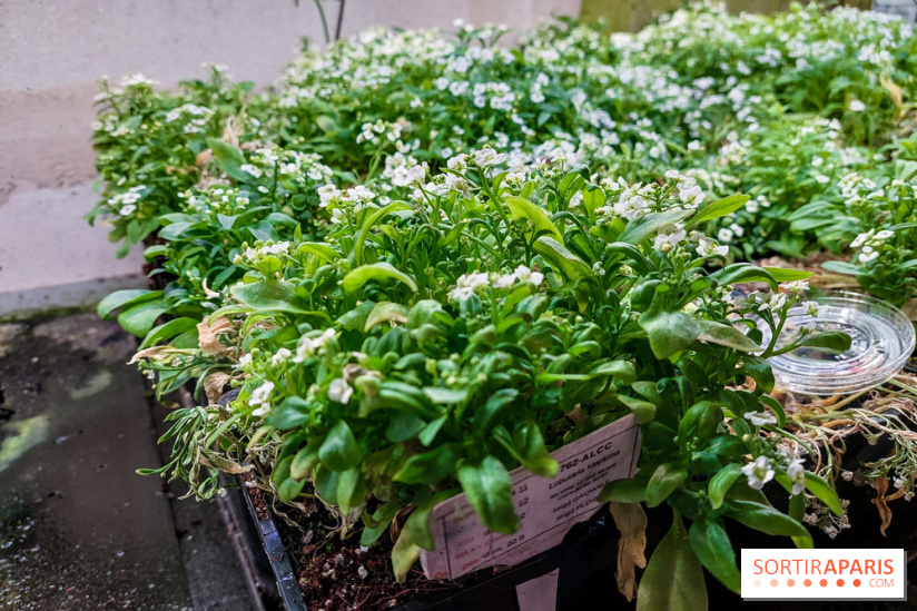 La Caverne, ferme urbaine bio à Paris, nos photos - 20240122 144904