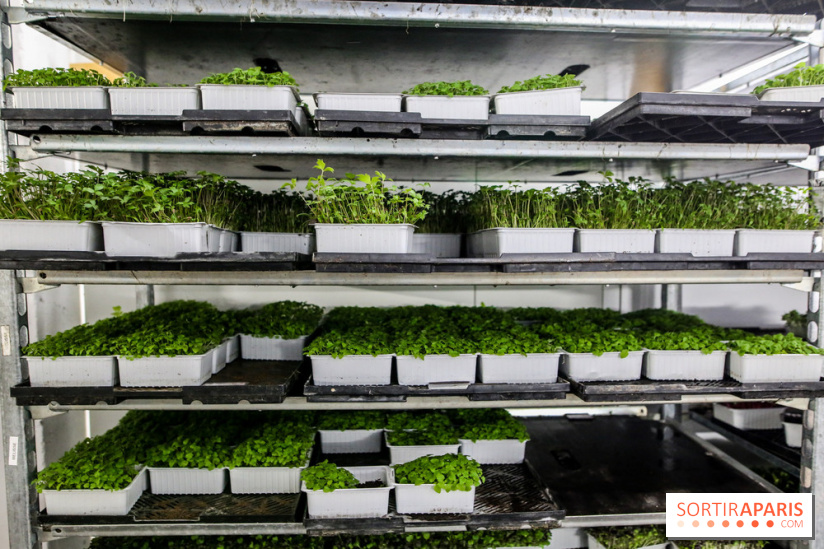 La Caverne, ferme urbaine bio à Paris, nos photos - IMG 2186