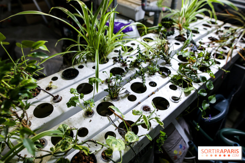 La Caverne, ferme urbaine bio à Paris, nos photos - IMG 2203