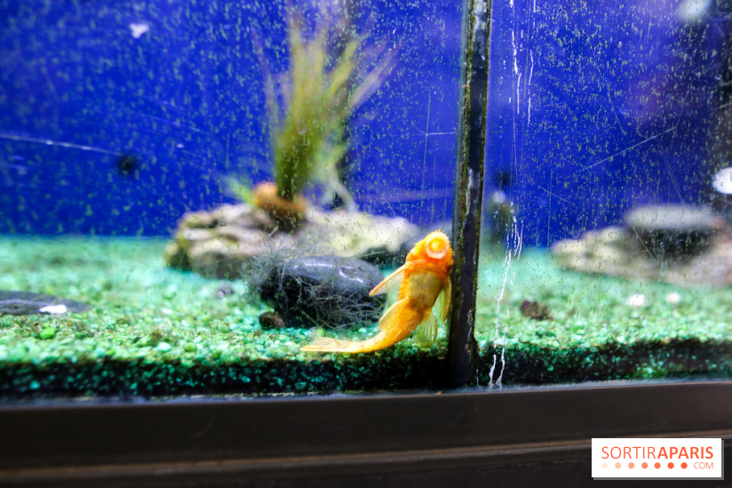 La Caverne, ferme urbaine bio à Paris, nos photos - IMG 2209