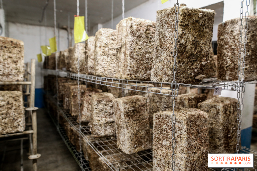 La Caverne, ferme urbaine bio à Paris, nos photos - IMG 2216