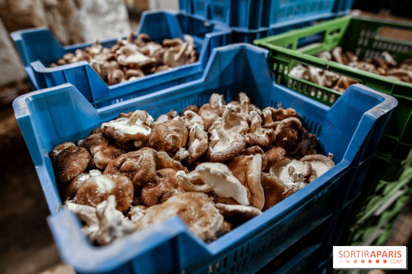 La Caverne, ferme urbaine bio à Paris, nos photos - IMG 2221