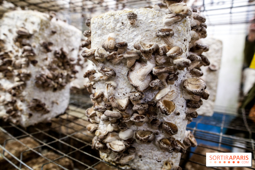 La Caverne, ferme urbaine bio à Paris, nos photos - IMG 2225