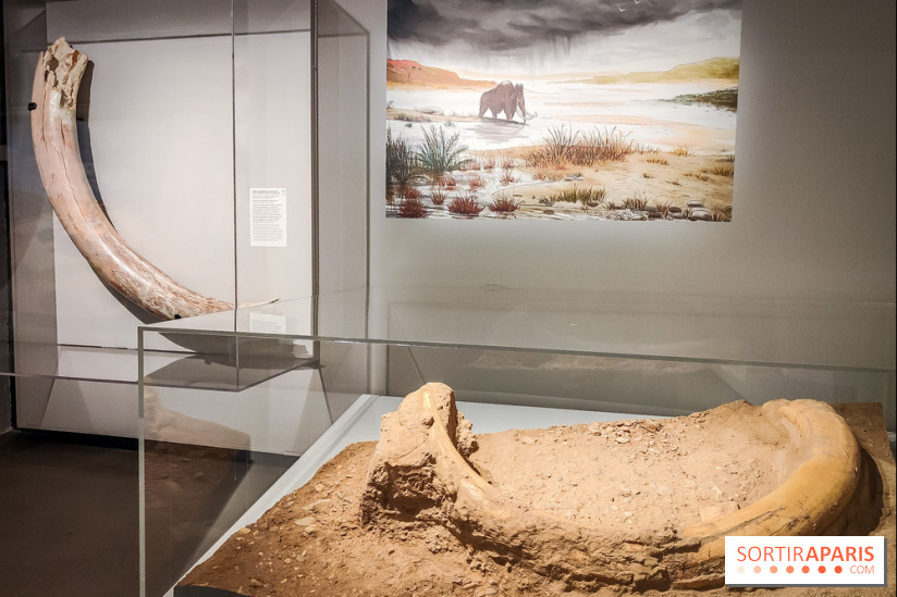 Dans la Seine : une expo de la Crypte archéologique dévoile les objets retrouvés dans la Seine  - IMG20240130101744