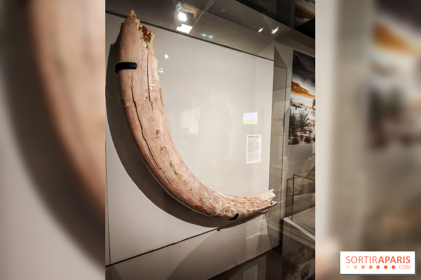 Dans la Seine : une expo de la Crypte archéologique dévoile les objets retrouvés dans la Seine  - IMG20240130094847