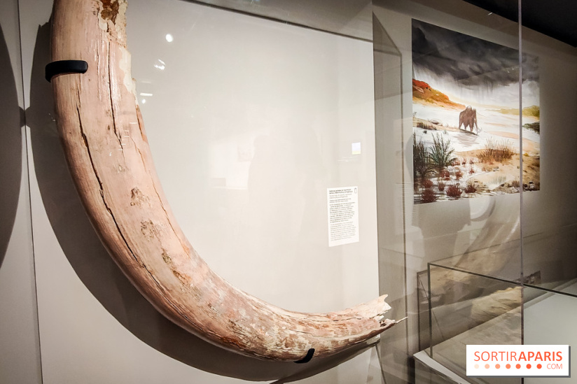 Dans la Seine : une expo de la Crypte archéologique dévoile les objets retrouvés dans la Seine  - IMG20240130094855