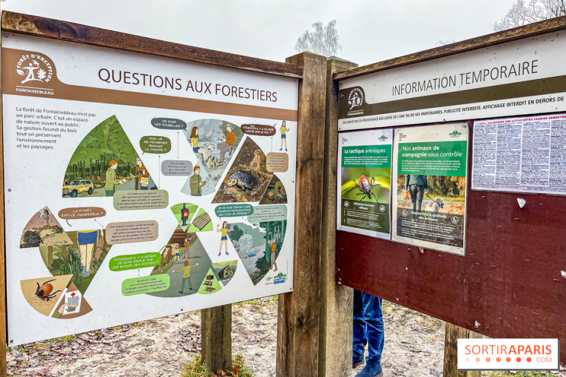 Le sentier de l'érosion à Fontainebleau - balade en forêt