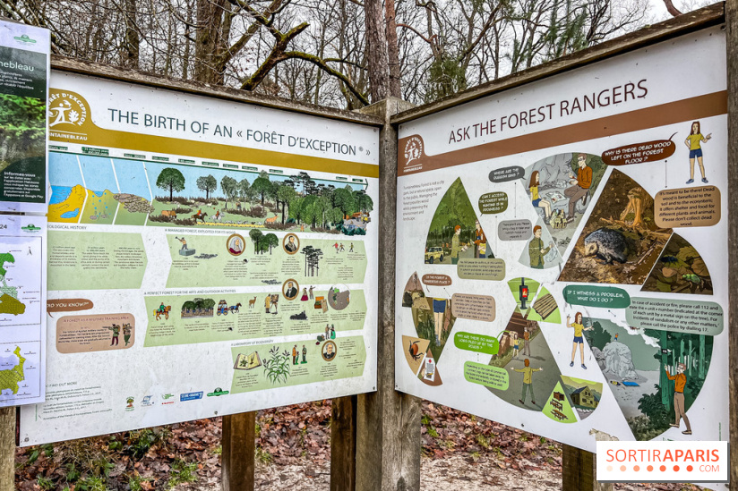 Le sentier de l'érosion à Fontainebleau - balade en forêt