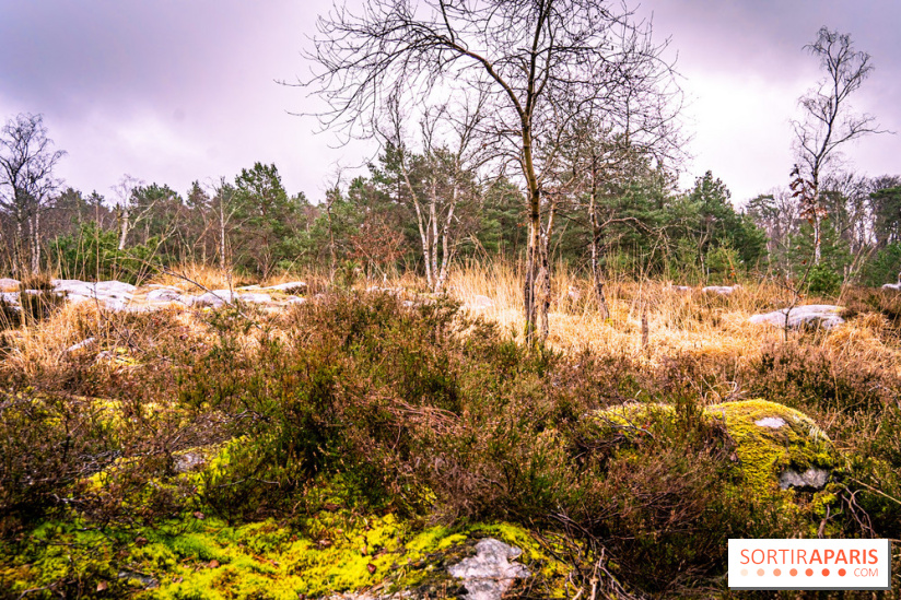 Le sentier de l'érosion à Fontainebleau - balade en forêt -  A7C4649
