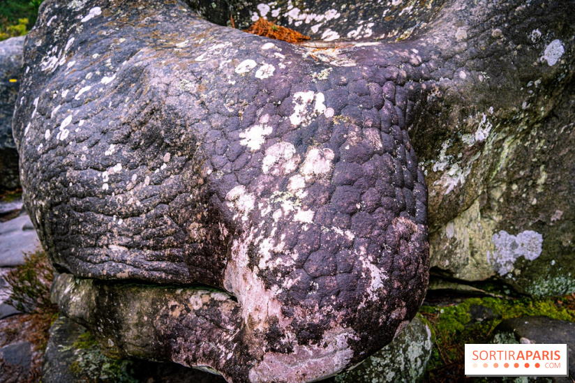 Le sentier de l'érosion à Fontainebleau - balade en forêt -  A7C4645