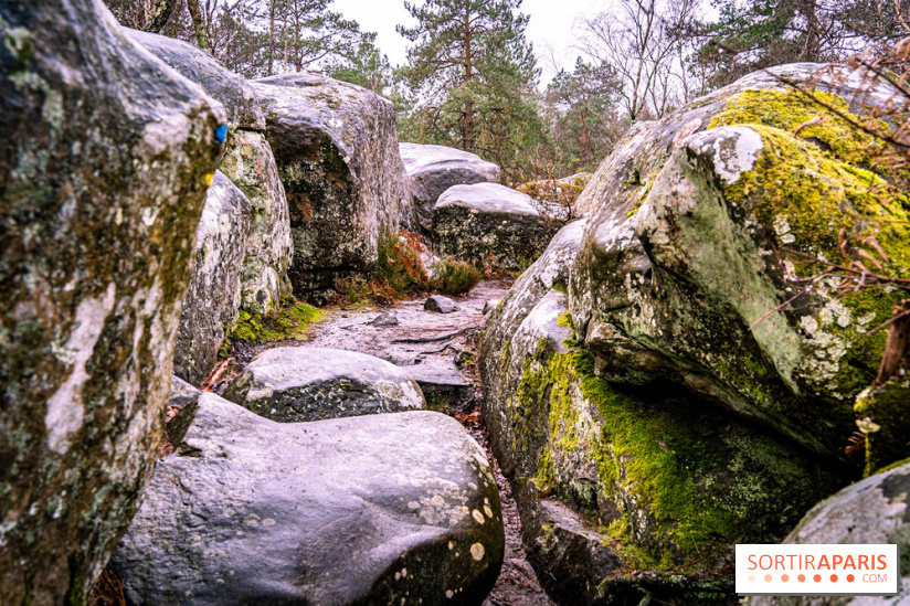 Le sentier de l'érosion à Fontainebleau - balade en forêt -  A7C4647
