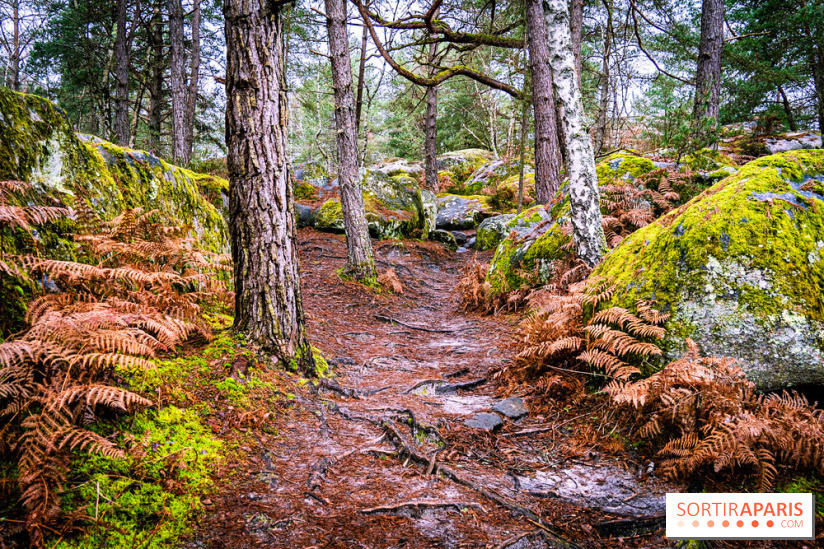 International Forest Day 2024: free guided tours of the Fontainebleau forest