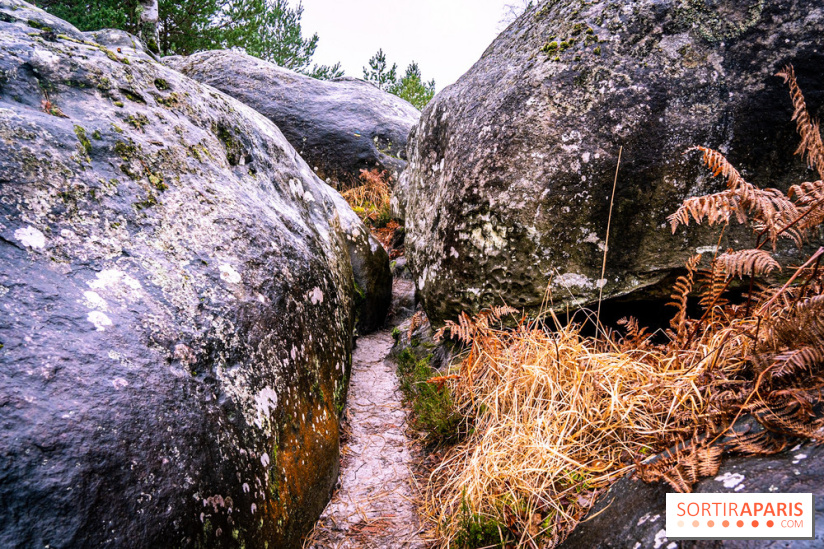 Le sentier de l'érosion à Fontainebleau - balade en forêt -  A7C4642