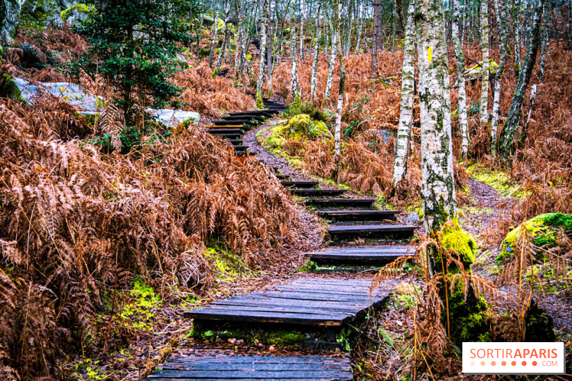 Le sentier de l'érosion à Fontainebleau - balade en forêt -  A7C4620 HDR