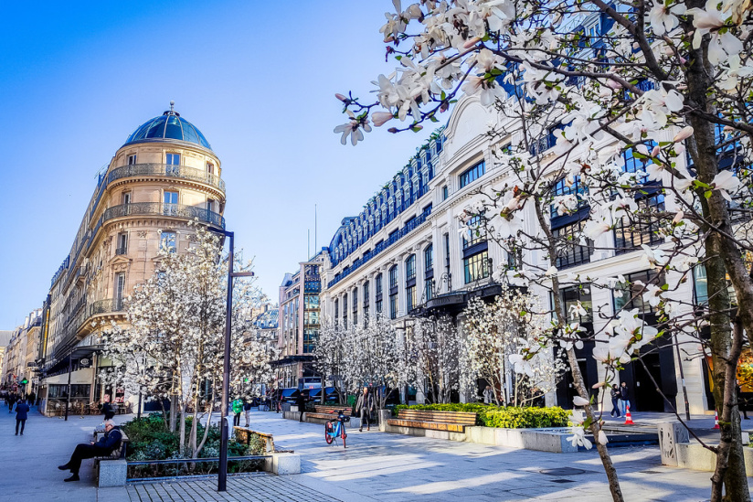 Visuel Paris 4e - printemps arbre fleurs