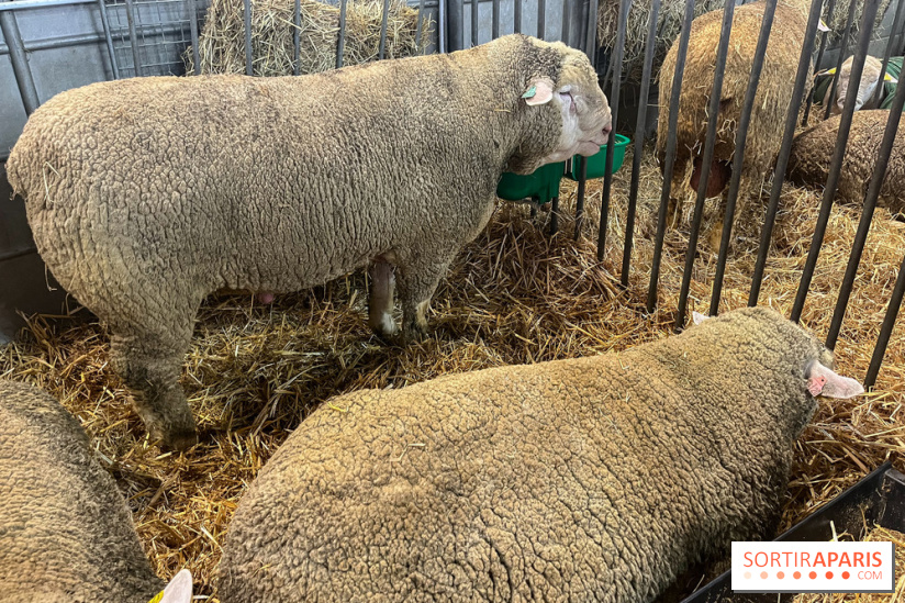 Salon de l'agriculture 2024