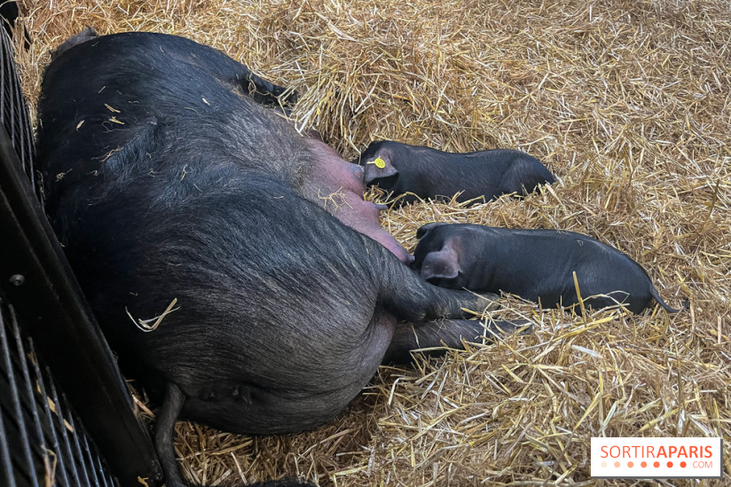 Salon de l'agriculture 2024 - image00030