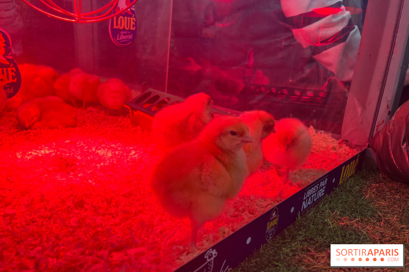 Salon de l'agriculture 2024