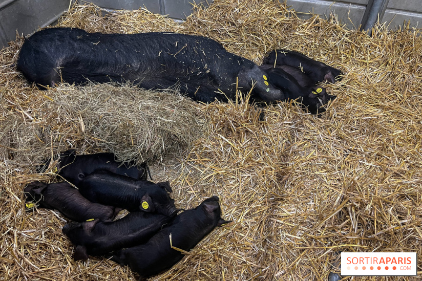 Salon de l'agriculture 2024 - image00029