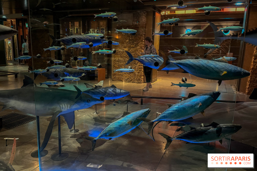 Grande Galerie de l'évolution- visuels 2024 - image00110