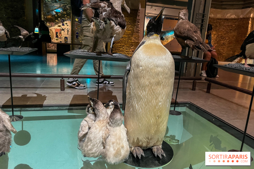 Grande Galerie de l'évolution- visuels 2024 - image00099