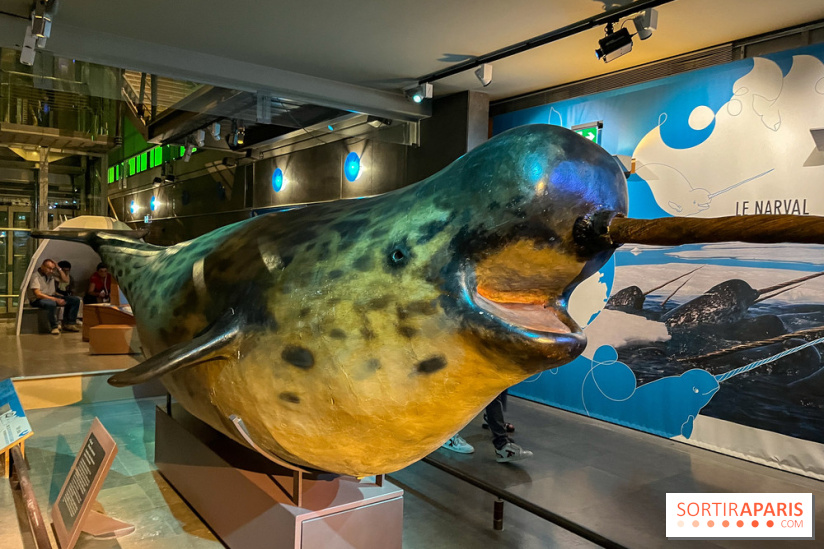 Grande Galerie de l'évolution- visuels 2024 - image00092