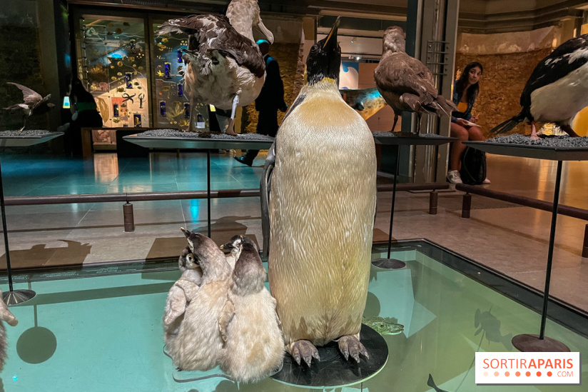 Grande Galerie de l'évolution- visuels 2024 - image00095