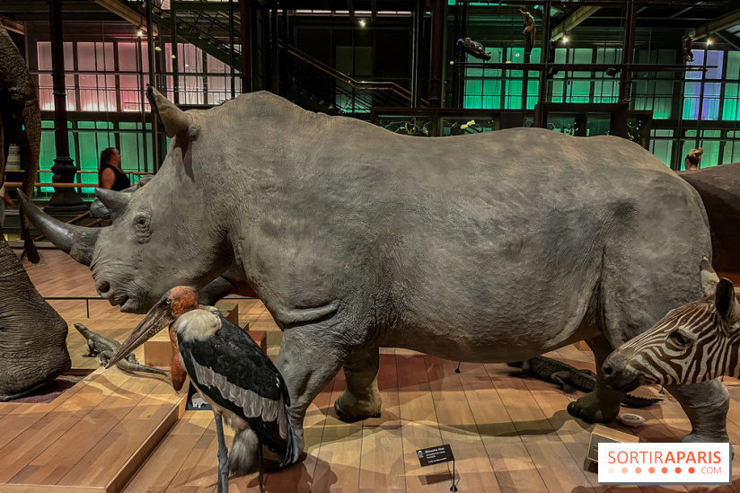 Grande Galerie de l'évolution- visuels 2024 - image00071