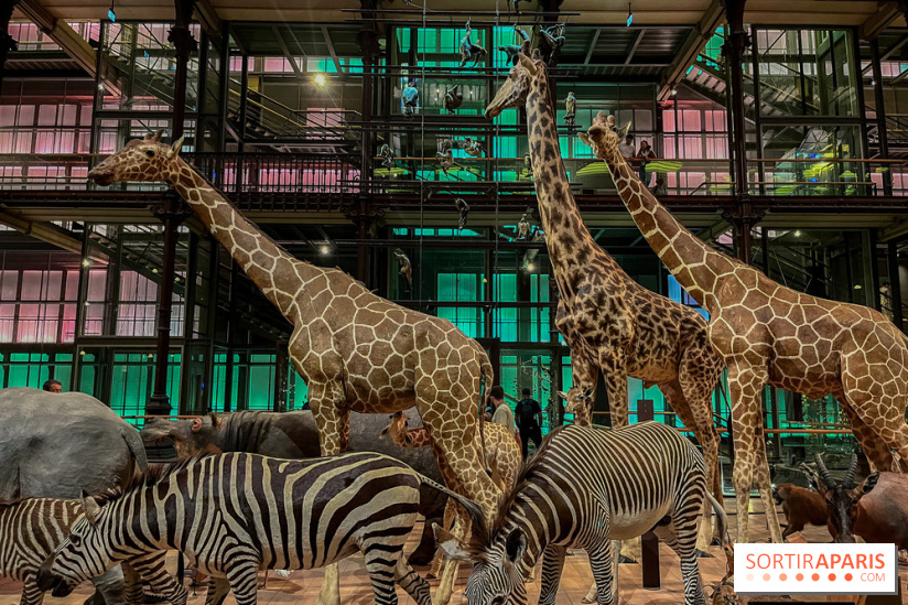 Grande Galerie de l'évolution- visuels 2024 - image00073