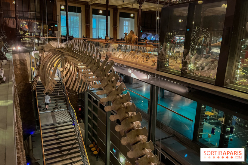 Grande Galerie de l'évolution- visuels 2024 - image00076