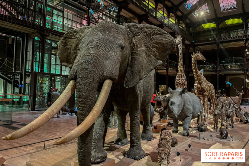 パリにある世界中の動物を集めた巨大な博物館、グランド