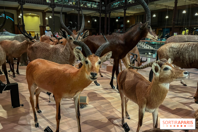 The Grande Galerie de l'Evolution, the immense museum dedicated to ...