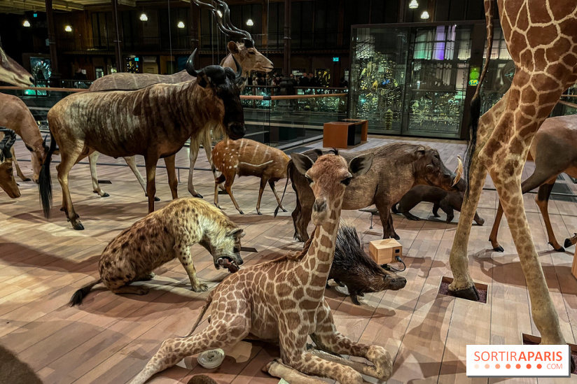 The Grande Galerie de l'Evolution, the immense museum dedicated to ...