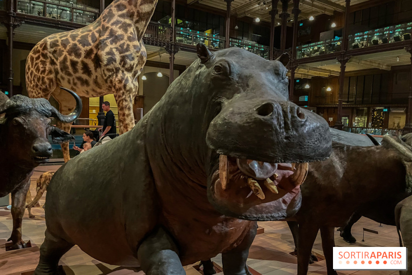 Grande Galerie de l'évolution- visuels 2024 - image00042