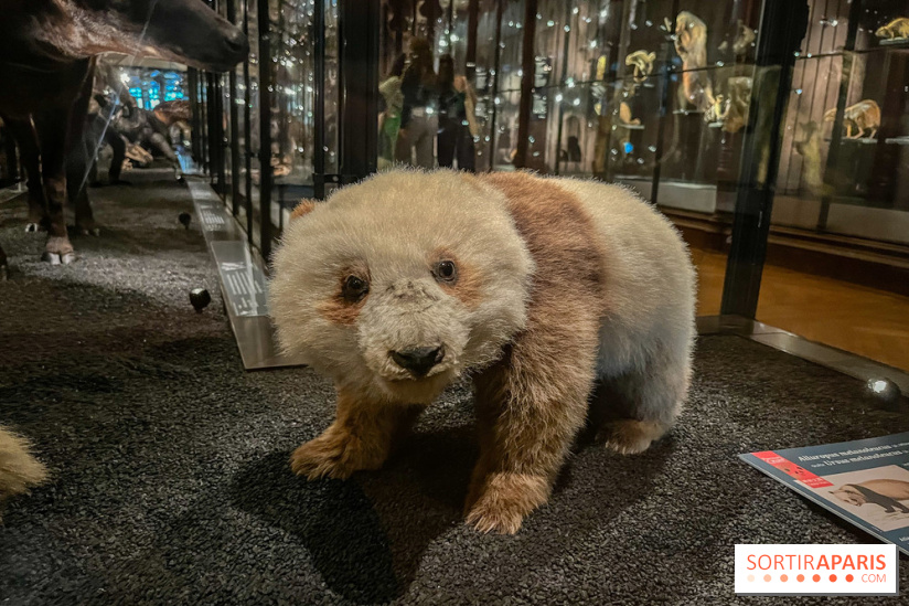 The Grande Galerie de l'Evolution, the immense museum dedicated to ...