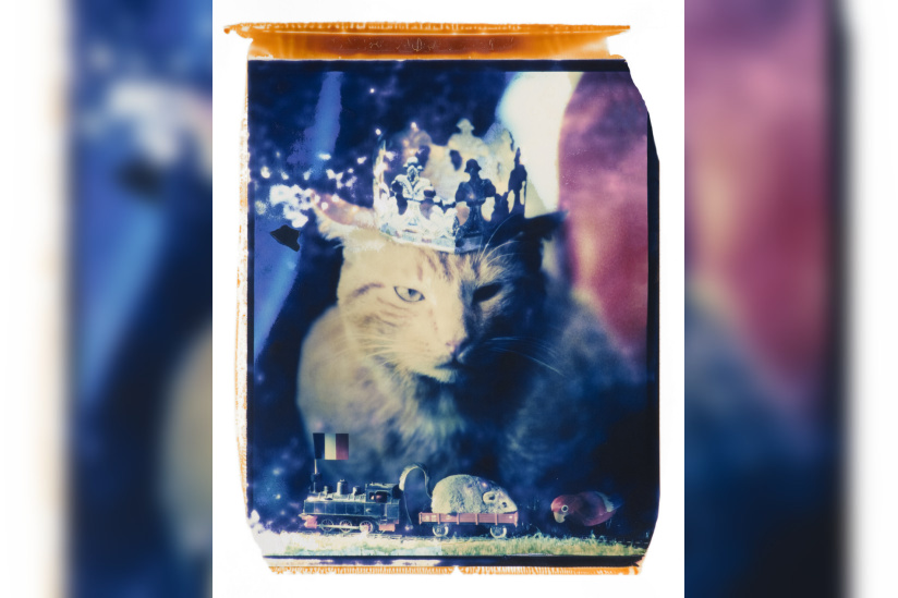 Campagne #32556 - (c) Marc H. Peverelli   What's blue noisycat     The Analog Festival 2024