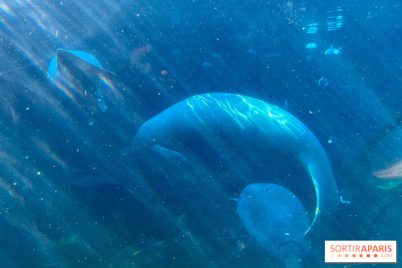 Zoo de Vincennes, Parc zoologique 2024 - lamantins