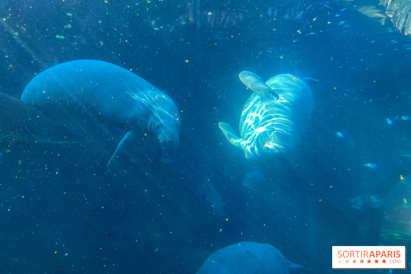 Zoo de Vincennes, Parc zoologique 2024 - nos photos - image00044