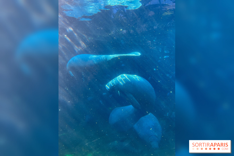 Zoo de Vincennes, Parc zoologique 2024 - nos photos - image00040