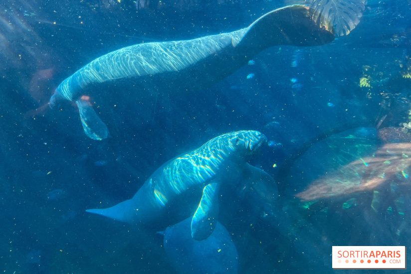 Zoo de Vincennes, Parc zoologique 2024 - lamantins