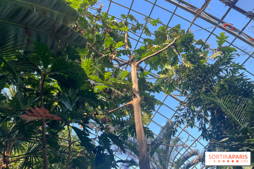 Zoo de Vincennes, Parc zoologique 2024 - serre tropicale