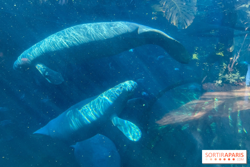 Zoo de Vincennes, Parc zoologique 2024 - nos photos - image00039