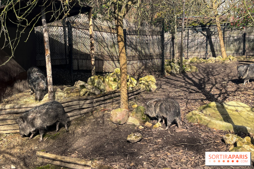 Zoo de Vincennes, Parc zoologique 2024 - pécaris