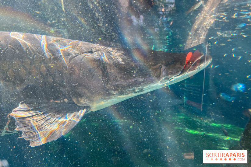 Zoo de Vincennes, Parc zoologique 2024 - poisson