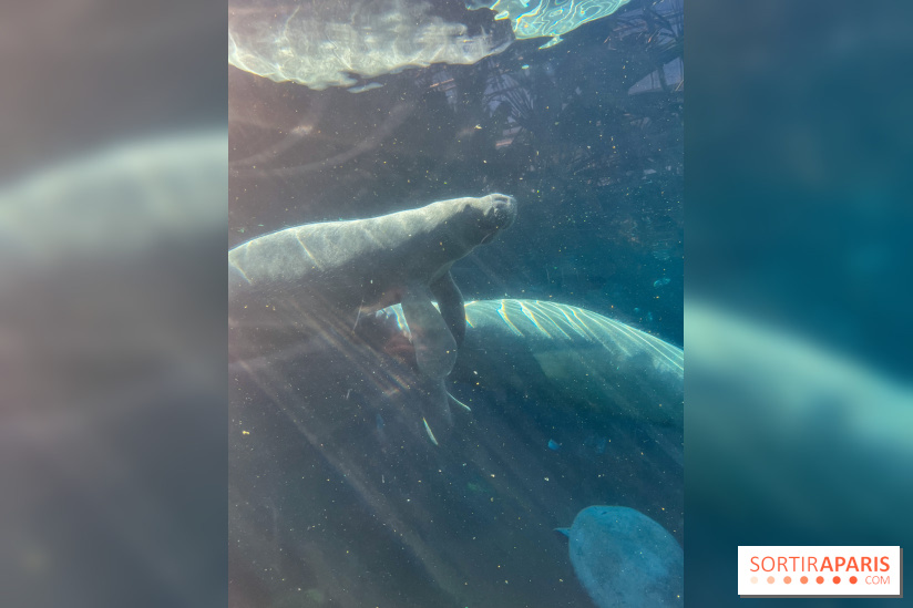 Zoo de Vincennes, Parc zoologique 2024 - lamantins