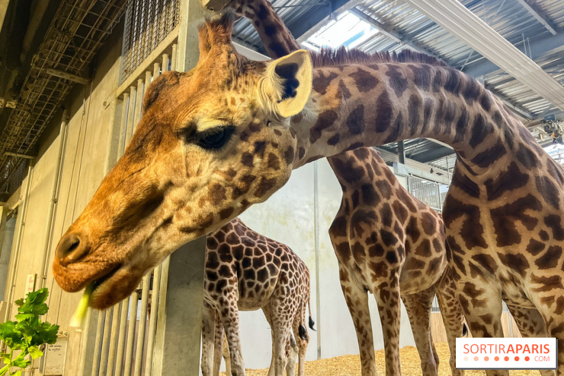Zoo de Vincennes, Parc zoologique 2024 -  girafes